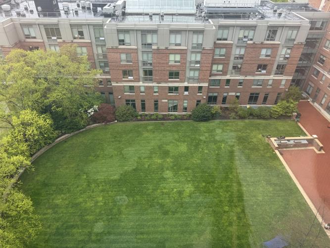 View of the garden