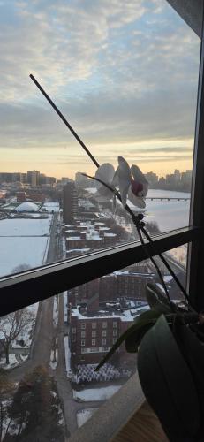 View from the living room
