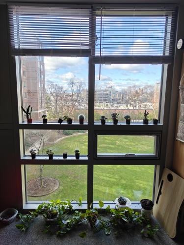 Amazing refreshing view of the entire SidPac courtyard, ideal spot to have morning coffee